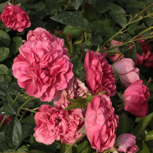 Gärtnerei - Rosa Ingrid Stenzig - rosa - polyantharosen - mittel-stark duftend - Hassefras Bros - Dank ihrem niedrigen Wuchs, kann man sie in die erste Reihe von Randbeeten setzen  bzw. als Bodendecker verwenden.
